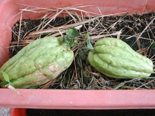 什么瓜可以盆栽吃,盆栽吃生成，创意家居新风尚